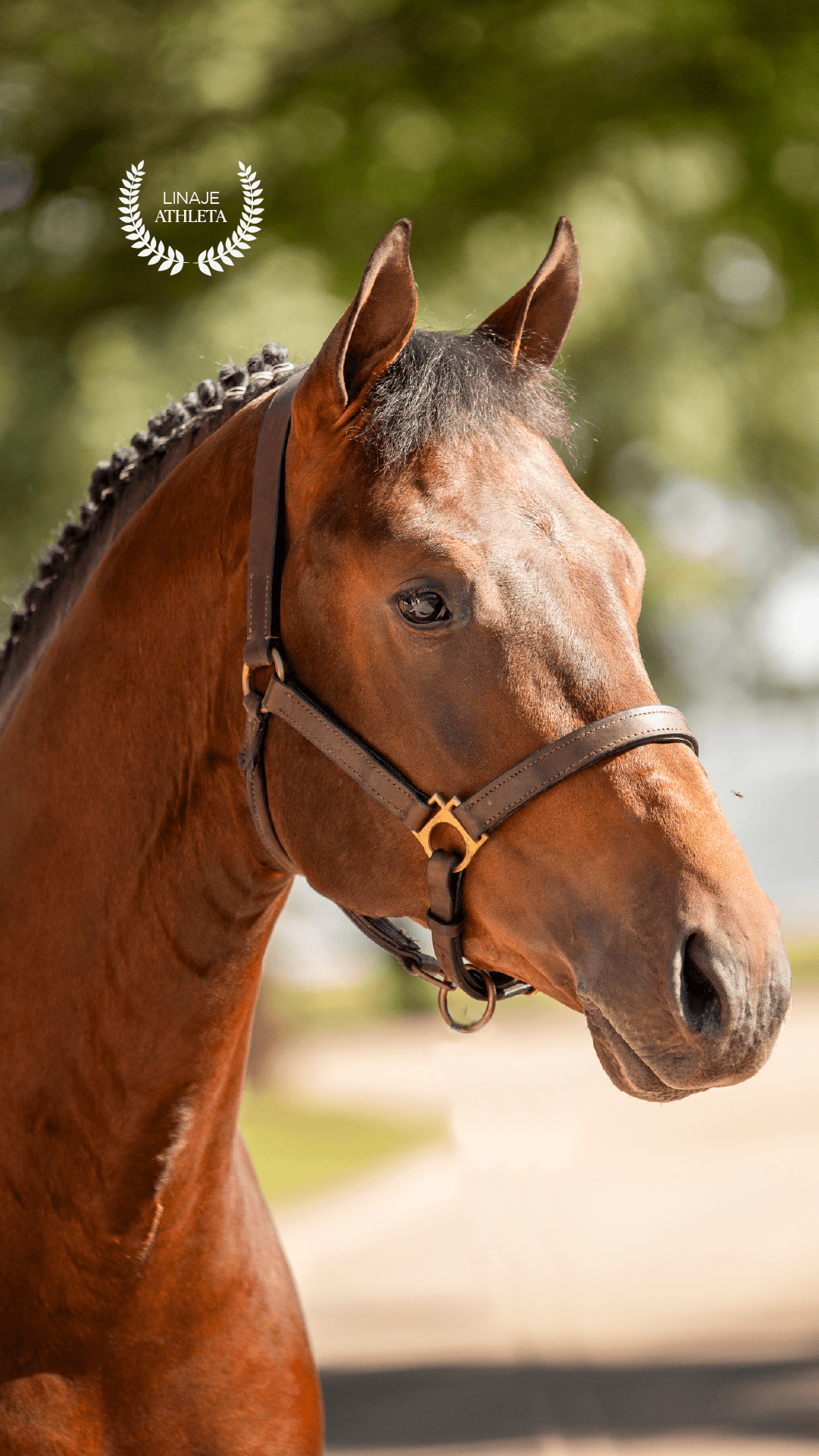 Pegasus Nadal